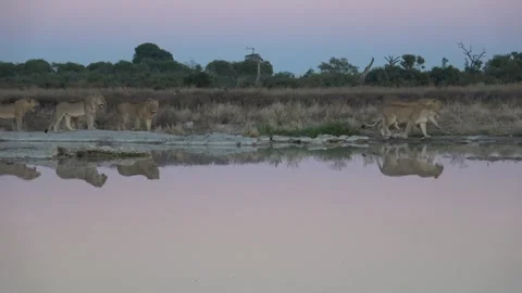 Calm procession of lions with perfect reflections Stock Footage 322030648