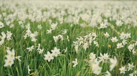Calm protected daffodil meadow, close up view. Beautiful nature Stock Footage 67358457
