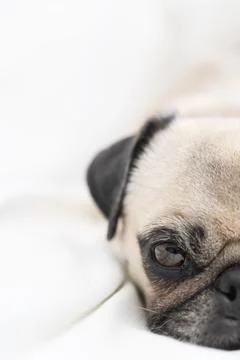 Calm Pug Looking at the Camera with a Light Background and Copy Space Stock Photos