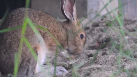 Calm Rabbit Settles In, Gently Grooming Beneath Its Shelter Video stock 325634827