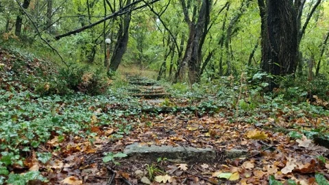 Calm Rain in Deep Forest with Mossy Stairs 4K Stock Footage 318735404