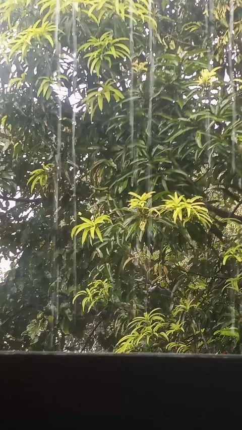 Calm Rain Falling Through Mango Tree Leaves Tropical Nature Stock Footage 346304182