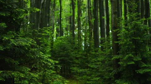 Calm rain falling on vibrant green leaves in forest at summer Stock Footage 329572016