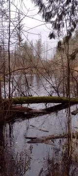 Calm raindrops falling on the pond during shower Stock Photos