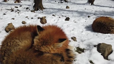 Calm Red Fox Lying in Snow During Winter Stockbeeldmateriaal 334116703