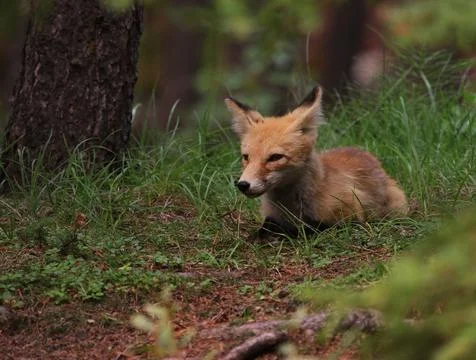 Calm Red Fox Stock Photos