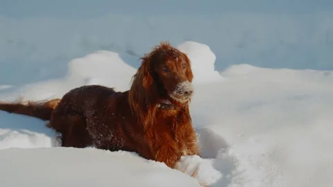 Calm red Setter dog lying in snowy landscape Stock Footage 334836591