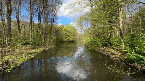 Calm Reflective Pond in Dutch Nature Park with Spring Greenery Stock-Footage 334150331