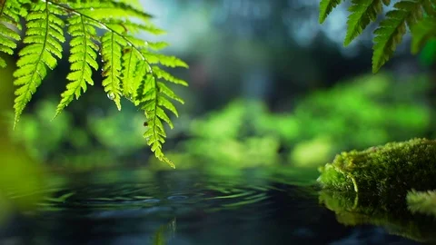 Calm relaxing background, tropical leaf submerged in exotic water, water waving  Stock Footage 126783664