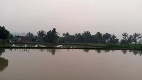 Calm Rice Field Water Reflection at Sunrise Cianjur Indonesia 4k Stock Footage 336430818