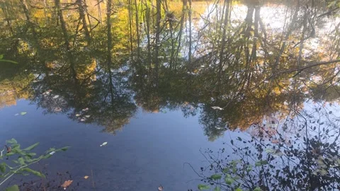 Calm River Acting As Dark Mirror Reflecting Sky And Trees Stock Footage 348177474