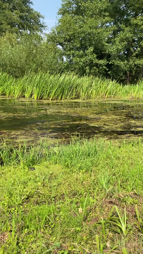 A calm river in algae. Vertical video 库存影片 282200771