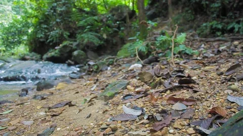 Calm River and Forest Sounds 스톡 동영상 312858769