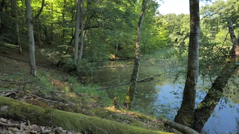 Calm River Backwater in Dense Forest – Dappled Summer Sunlight Vídeo Stock 342934073