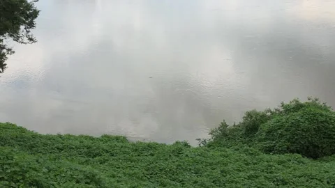 Calm River with Dense Green Vegetation Along the Bank Vídeo Stock 344057397