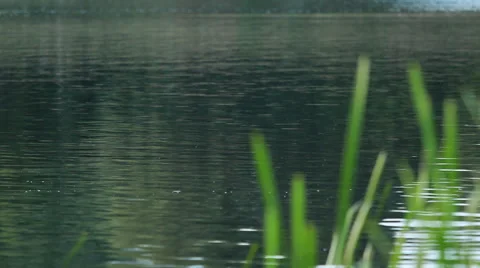Calm river in the evening with tall grass in the foreground Stock Footage 42179719