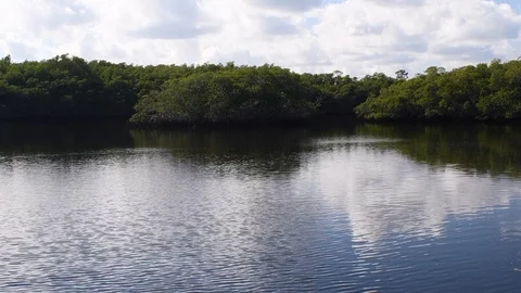 Calm river in the everglades Stock Footage 108519604