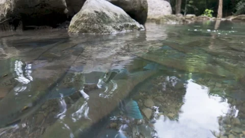 Calm River Fish Beneath Rocks At Erawan Thailand Vídeos de archivo 339078132