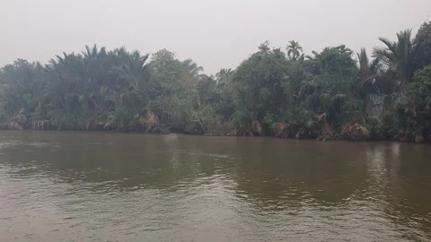 Calm River Flow with Gentle Ripples and Lush Riverside Trees in West borneo Stock Footage 346429625