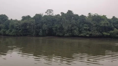 Calm River Flow with Gentle Ripples and Lush Riverside Trees in West borneo Stock Footage 346430770