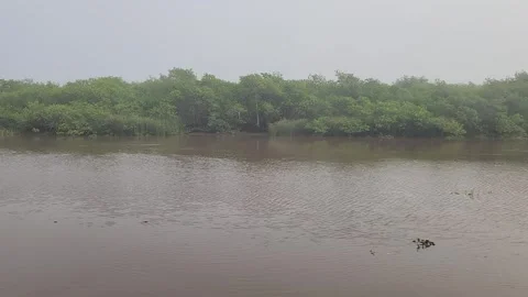 Calm River Flow with Mangrove Forest on Overcast Day Stock Footage 314582589