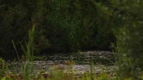 Calm River Flow Through Lush Green Vegetation Stock Footage 346012367