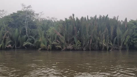 Calm River Flowing with Gentle Ripples and Riverside Trees in West Kalimantan Stock Footage 346398629