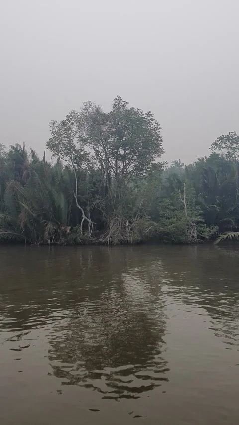 Calm River Flowing with Gentle Ripples and Riverside Trees in West Kalimantan Stock Footage 346399144