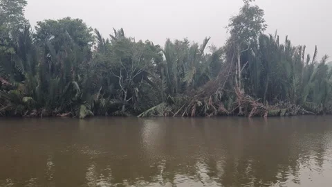Calm River Flowing with Gentle Ripples and Riverside Trees in West Kalimantan Stock Footage 346420192