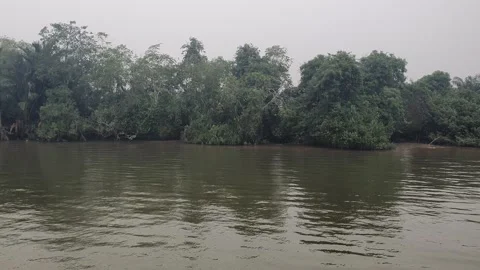 Calm River Flowing with Gentle Ripples and Riverside Trees in West Kalimantan Stock Footage 346421858