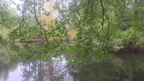 Calm River Flowing Gently Under Low Overhanging Green Tree Branches Stock Footage 348062984