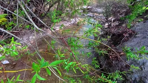 Calm River Flowing Through Dense Vegetation on a Sunny Day Stock Footage 305235989