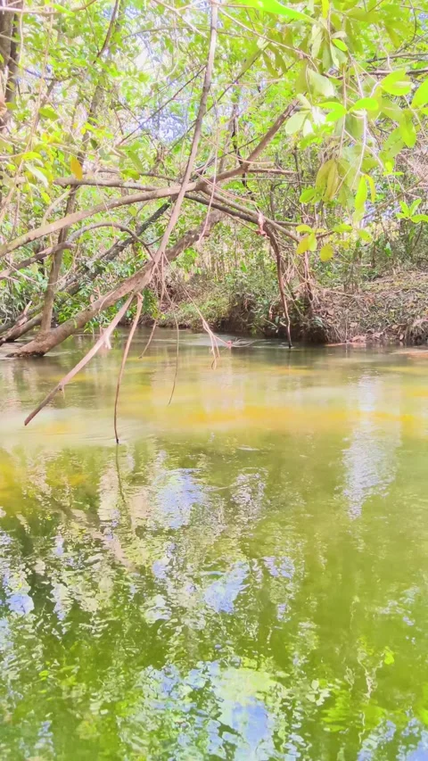 Calm river flowing through a dense jungle with overhanging branches. Stock Footage 312898184
