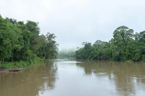 Calm river flowing through dense green jungle rainforest under cloudy sky Stock-Fotos