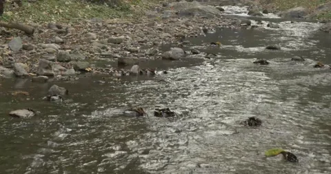 Calm River Flowing Through Stock Footage 47626241
