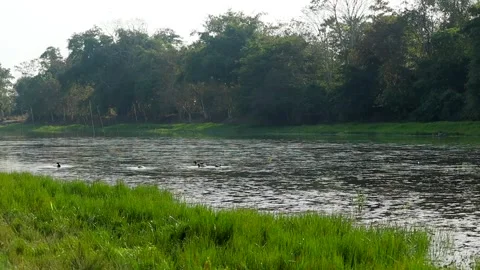 Calm River Flowing Through Green Grassland With Forest Background Stock Footage 327609378