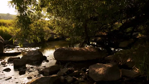 Calm River Flowing Through Lush Green Forest Stock Footage 301458936