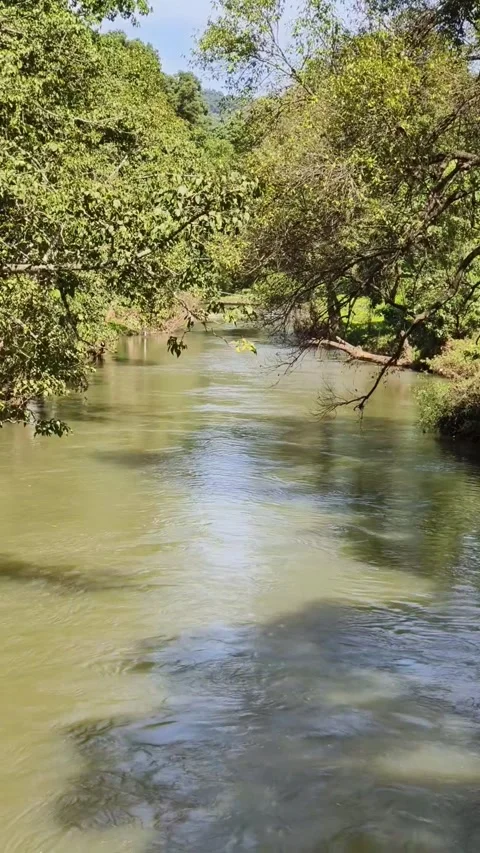 Calm River Flowing Through Lush Green Forest Landscape Stock Footage 324706954