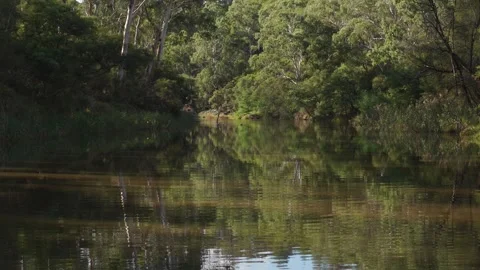 Calm river flowing through a lush green forest with reflections 動画素材 336360015