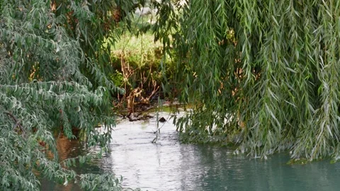 Calm river flowing through nature Stock Footage 317994752