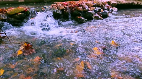 Calm river flowing view. Forest walk Stock Footage 164611004