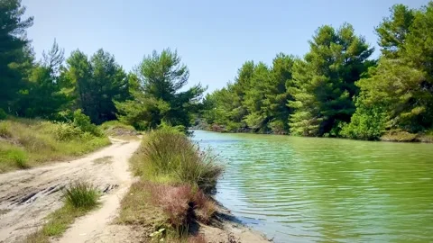 A calm river flows along a pine forest. A dirt road runs along the river Stock Footage 249110216