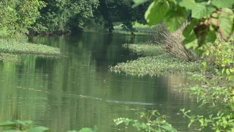 A calm river flows through a dense forest. Stock Footage 328835694