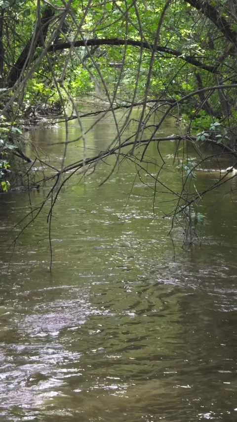 Calm river flows through lush vegetation. Vertical video. Stock Footage 280225498