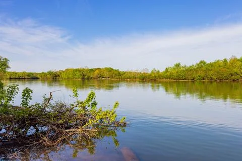 A calm river flows through a lush green forest under a blue sky. Foto stock