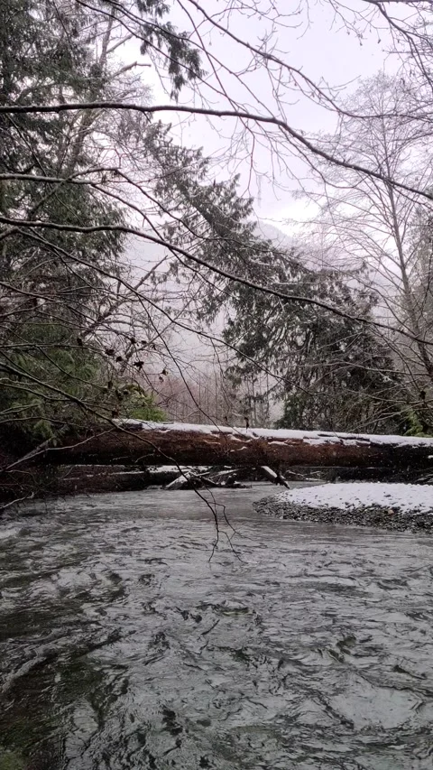 A calm river flows under a snow covered log surrounded by forest Video stock 166815197