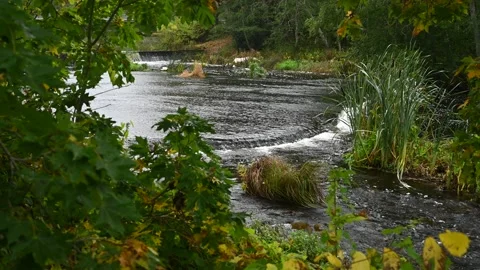 A calm river flows under the yellowing maple leaves, the sound of the water Stock Footage 234608451