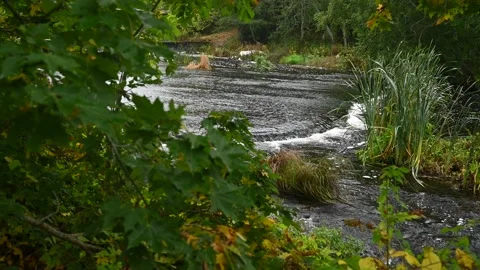 A Calm River Flows Under The Yellowing Maple Leaves, The Sound Of The Water Stock Footage 234608566