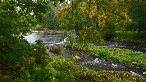 A calm river flows under the yellowing maple leaves, the sound of the water. 4K Stock Footage 234608645
