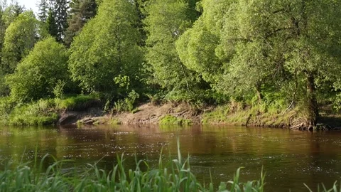 Calm river. Stock Footage 155881566